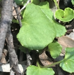 Viola hederacea at Paddys River, ACT - 9 Oct 2021
