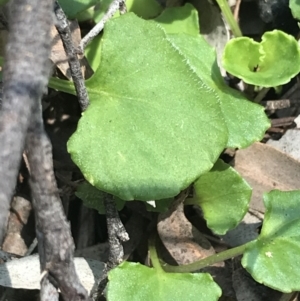 Viola hederacea at Paddys River, ACT - 9 Oct 2021 12:51 PM