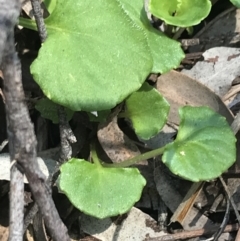 Viola hederacea at Paddys River, ACT - 9 Oct 2021 12:51 PM