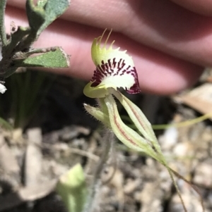 Caladenia parva at Paddys River, ACT - suppressed