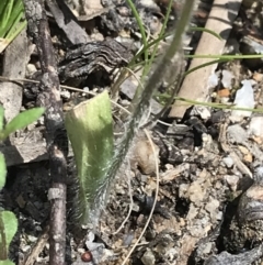 Caladenia parva at Paddys River, ACT - suppressed