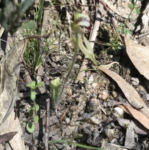 Caladenia parva at Paddys River, ACT - suppressed