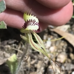 Caladenia parva at Paddys River, ACT - suppressed