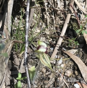 Caladenia parva at Paddys River, ACT - suppressed