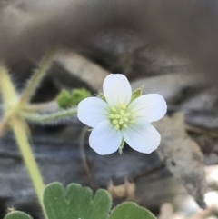 Geranium solanderi var. solanderi (Native Geranium) at Paddys River, ACT - 9 Oct 2021 by Tapirlord