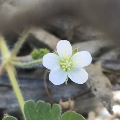 Geranium solanderi var. solanderi (Native Geranium) at Paddys River, ACT - 9 Oct 2021 by Tapirlord