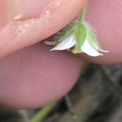 Geranium solanderi var. solanderi at Paddys River, ACT - 9 Oct 2021 12:46 PM
