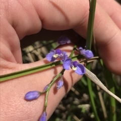 Comesperma volubile (Love Creeper) at Tidbinbilla Nature Reserve - 9 Oct 2021 by Tapirlord