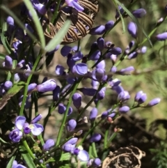 Comesperma volubile at Paddys River, ACT - 9 Oct 2021