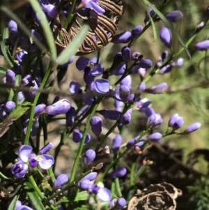 Comesperma volubile at Paddys River, ACT - 9 Oct 2021