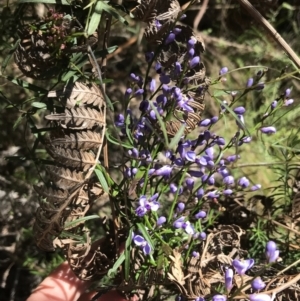 Comesperma volubile at Paddys River, ACT - 9 Oct 2021