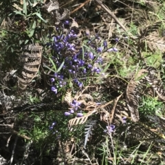 Comesperma volubile at Paddys River, ACT - 9 Oct 2021