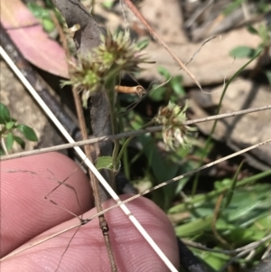 Luzula meridionalis at Paddys River, ACT - 9 Oct 2021