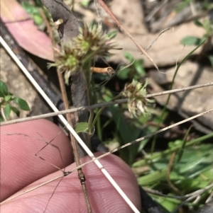 Luzula meridionalis at Paddys River, ACT - 9 Oct 2021 12:41 PM