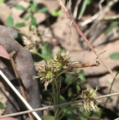 Luzula meridionalis at Paddys River, ACT - 9 Oct 2021