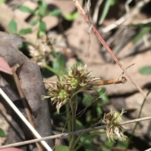 Luzula meridionalis at Paddys River, ACT - 9 Oct 2021