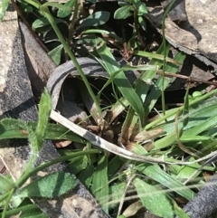 Luzula meridionalis at Paddys River, ACT - 9 Oct 2021 12:41 PM