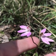 Caladenia carnea (Pink fingers) at Paddys River, ACT - 9 Oct 2021 by Tapirlord