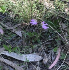 Caladenia carnea at Paddys River, ACT - 9 Oct 2021