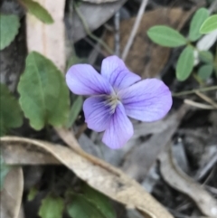 Viola betonicifolia subsp. betonicifolia (Arrow-Leaved Violet) at Paddys River, ACT - 9 Oct 2021 by Tapirlord