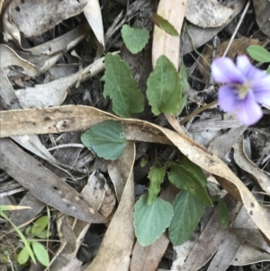 Viola betonicifolia subsp. betonicifolia at Paddys River, ACT - 9 Oct 2021