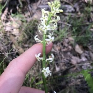 Stackhousia monogyna at Paddys River, ACT - 9 Oct 2021 12:40 PM