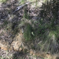 Stackhousia monogyna at Paddys River, ACT - 9 Oct 2021 12:40 PM