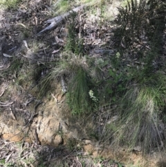 Stackhousia monogyna at Paddys River, ACT - 9 Oct 2021