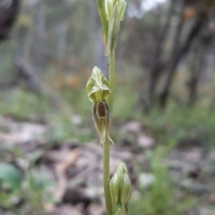 Oligochaetochilus aciculiformis (Needle-point rustyhood) at Acton, ACT - 15 Oct 2021 by mlech