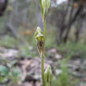 Oligochaetochilus aciculiformis at Acton, ACT - 15 Oct 2021