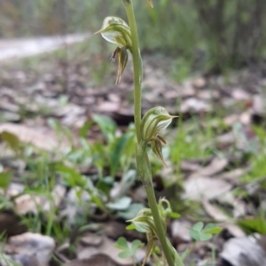 Oligochaetochilus aciculiformis at Acton, ACT - 15 Oct 2021