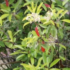 Photinia serratifolia at Yackandandah, VIC - 15 Oct 2021 by KylieWaldon