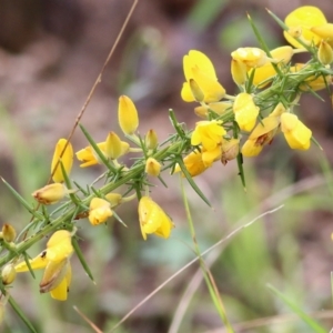 Ulex europaeus at Yackandandah, VIC - 15 Oct 2021