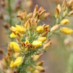 Ulex europaeus at Yackandandah, VIC - 15 Oct 2021