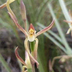 Lyperanthus suaveolens (Brown Beaks) at Bruce, ACT - 15 Oct 2021 by mlech