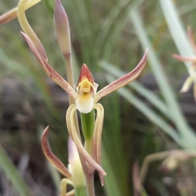 Lyperanthus suaveolens (Brown Beaks) at Bruce, ACT - 15 Oct 2021 by mlech