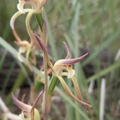 Lyperanthus suaveolens at Bruce, ACT - suppressed