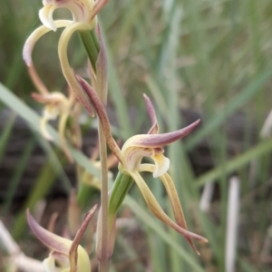 Lyperanthus suaveolens at Bruce, ACT - suppressed