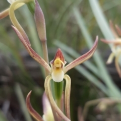 Lyperanthus suaveolens at Bruce, ACT - suppressed