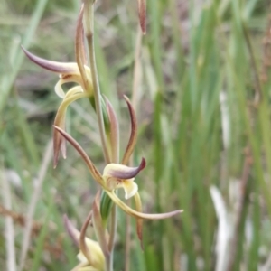 Lyperanthus suaveolens at Bruce, ACT - suppressed