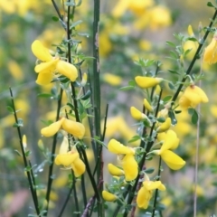 Genista monspessulana (Cape Broom, Montpellier Broom) at Yackandandah, VIC - 15 Oct 2021 by KylieWaldon