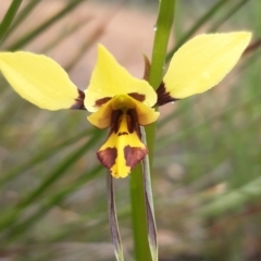 Diuris sulphurea (Tiger Orchid) at Bruce, ACT - 15 Oct 2021 by mlech