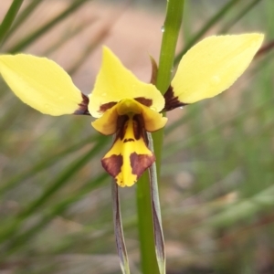 Diuris sulphurea at Bruce, ACT - 15 Oct 2021