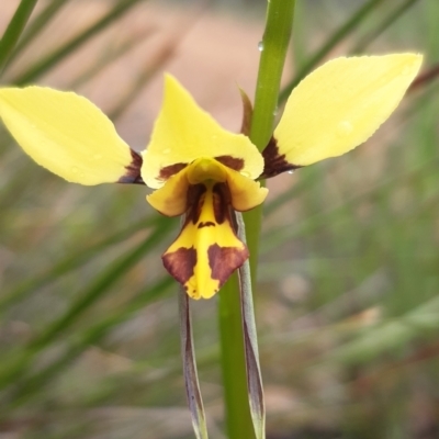 Diuris sulphurea (Tiger Orchid) at Black Mountain - 15 Oct 2021 by mlech