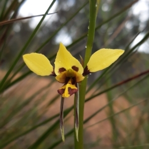 Diuris sulphurea at Bruce, ACT - 15 Oct 2021