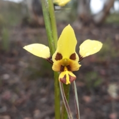 Diuris sulphurea at Bruce, ACT - 15 Oct 2021