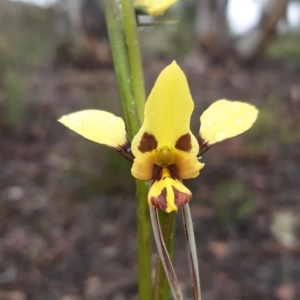 Diuris sulphurea at Bruce, ACT - 15 Oct 2021