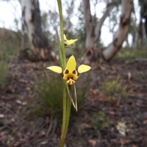 Diuris sulphurea at Bruce, ACT - 15 Oct 2021