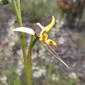 Diuris sulphurea at Bruce, ACT - 15 Oct 2021