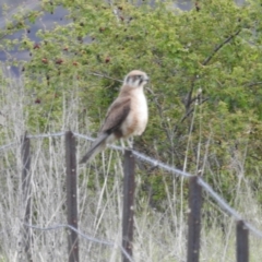 Falco berigora (Brown Falcon) at Stromlo, ACT - 15 Oct 2021 by HelenCross